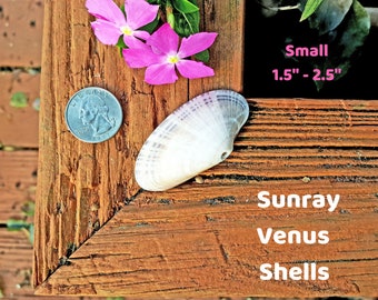 Sunray Venus Shells, Size Small (1.5"-2.5") - per dozen - Florida Gulf Coast Seashells - Bulk Shells for Crafting, Beach Decor, DIY