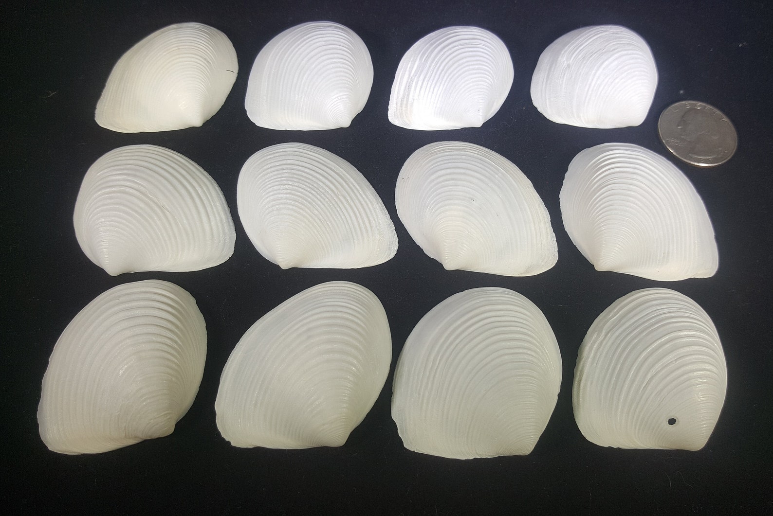 Duck Clam Shells Size medium Florida Gulf Coast Etsy