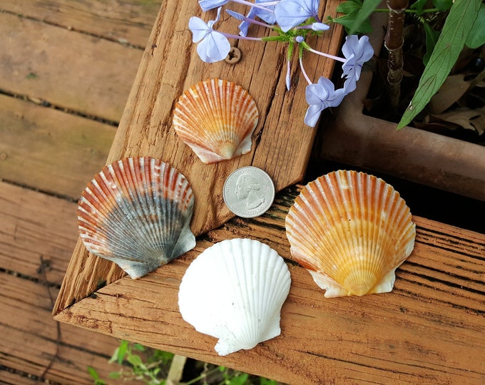 Bulk Scallop Shells per 8 Oz 40 Pieces Florida Gulf Etsy