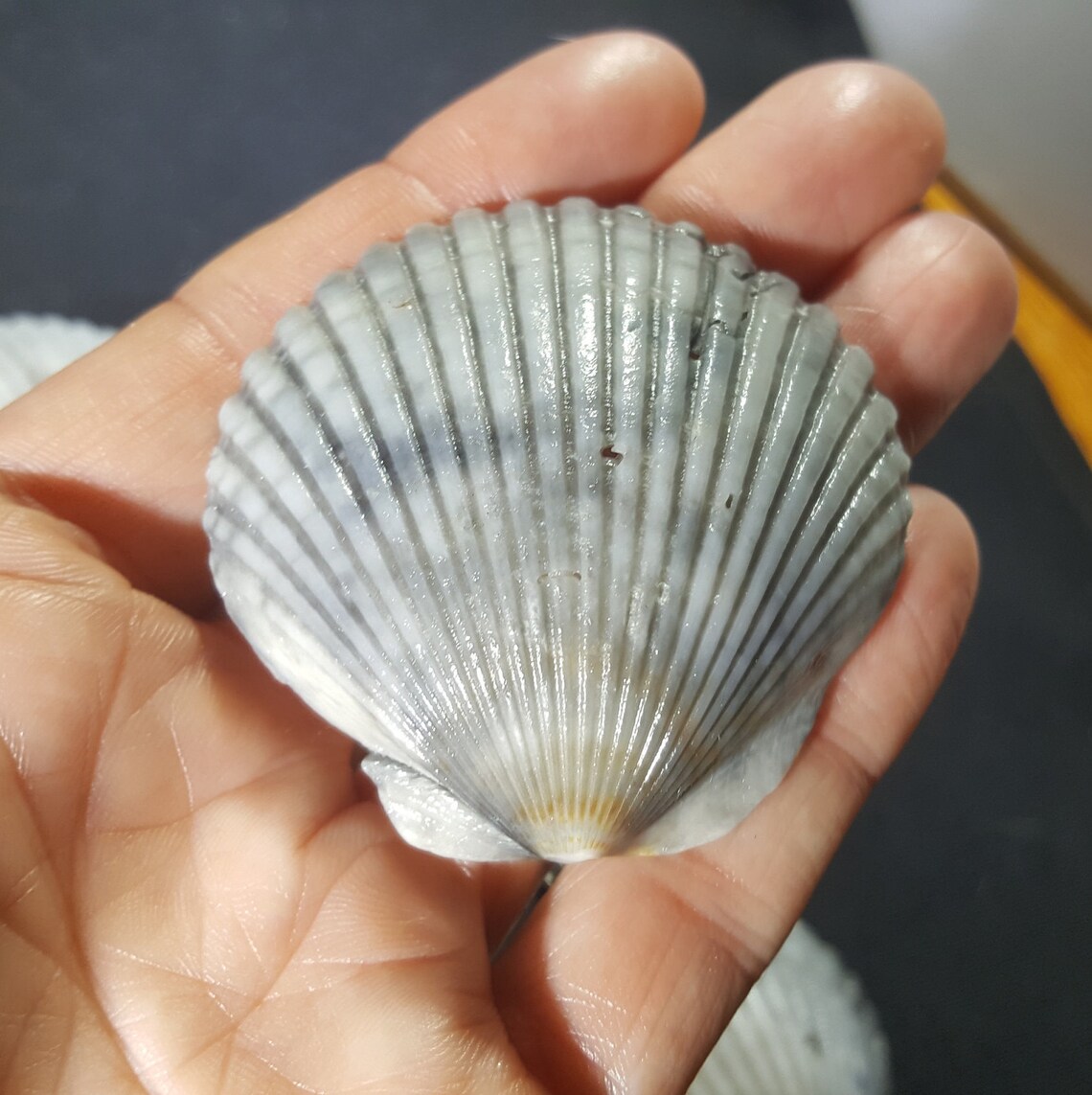 Perfect Gray Scallop Shells per Dozen Florida Gulf Coast Etsy