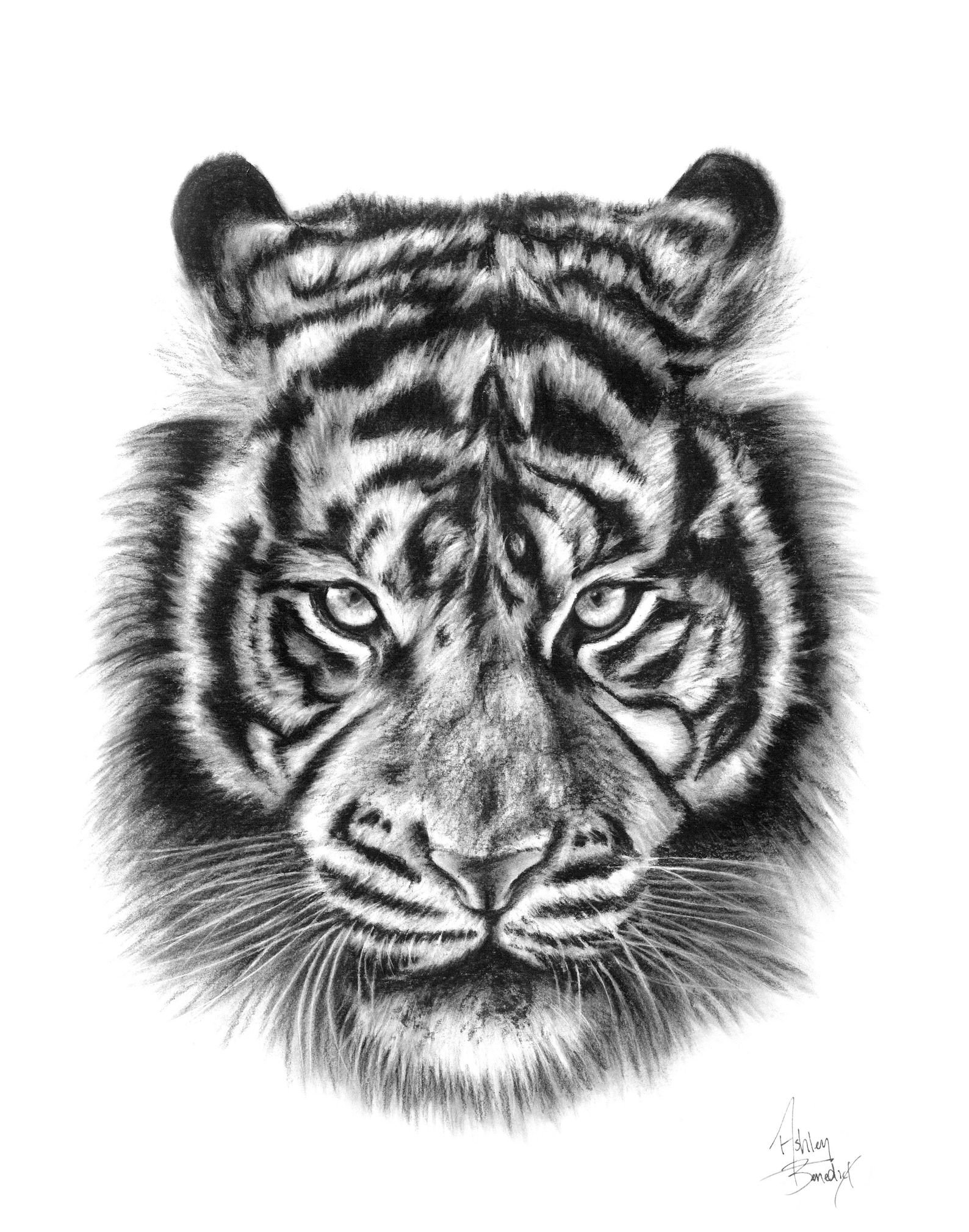 Tiger Charcoal Drawing Art Print Black and White Tiger Drawing | Etsy