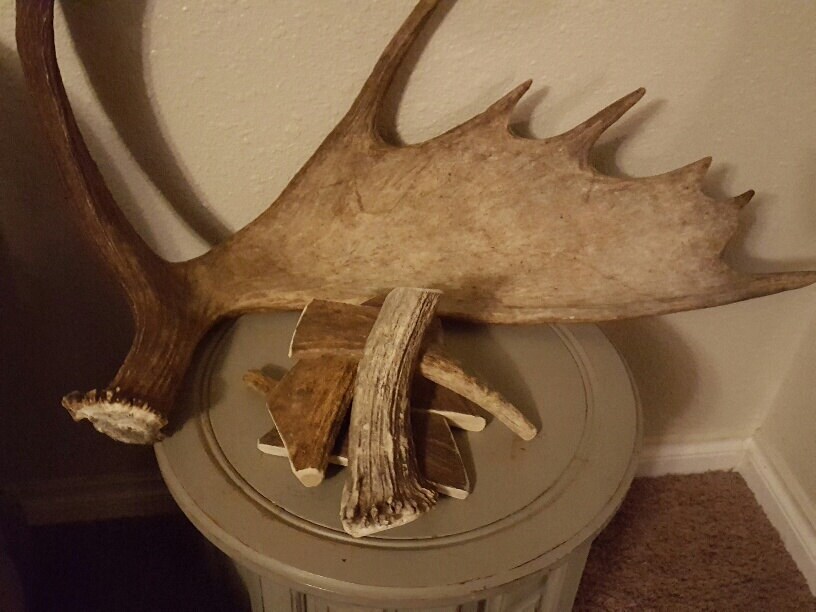 Moose Antler Dog Chew Medium Long Lasting Healthy and Etsy