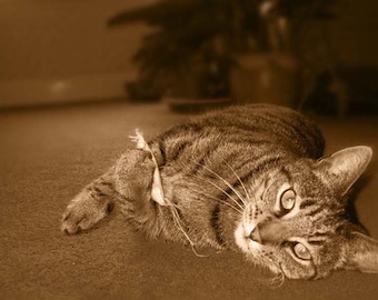 2 Mr Greebo's Catnip Mice