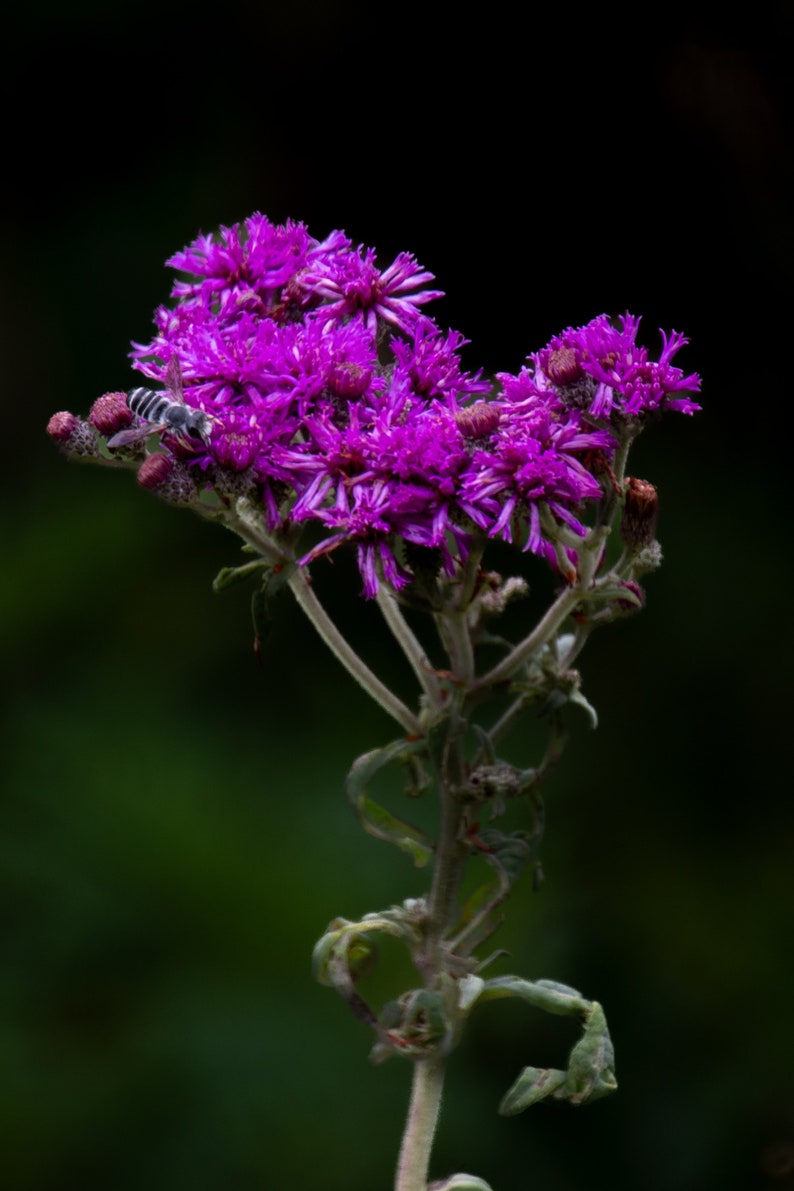 6 Photo Flower Note Cards With Matching Envelopes Etsy