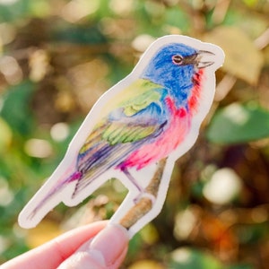 Adesivo per uccelli colorati Adesivo per uccelli da cortile Birdwatcher Impermeabile Adesivo in vinile Adesivo Stamina dipinta