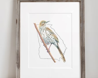 Georgia State Bird Art Print for Living Room Nursery Gallery Wall Print Brown Thrasher Art Nature Wall Decor