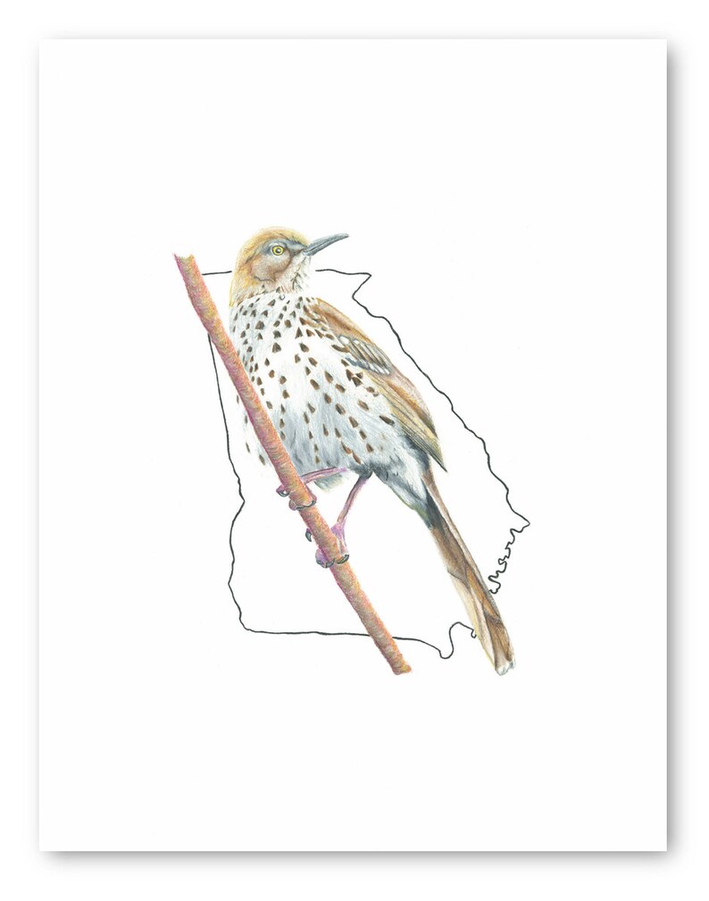 Georgia State Bird, Affordable Wall Art, Outdoor Print, Bird Art: Brown ...