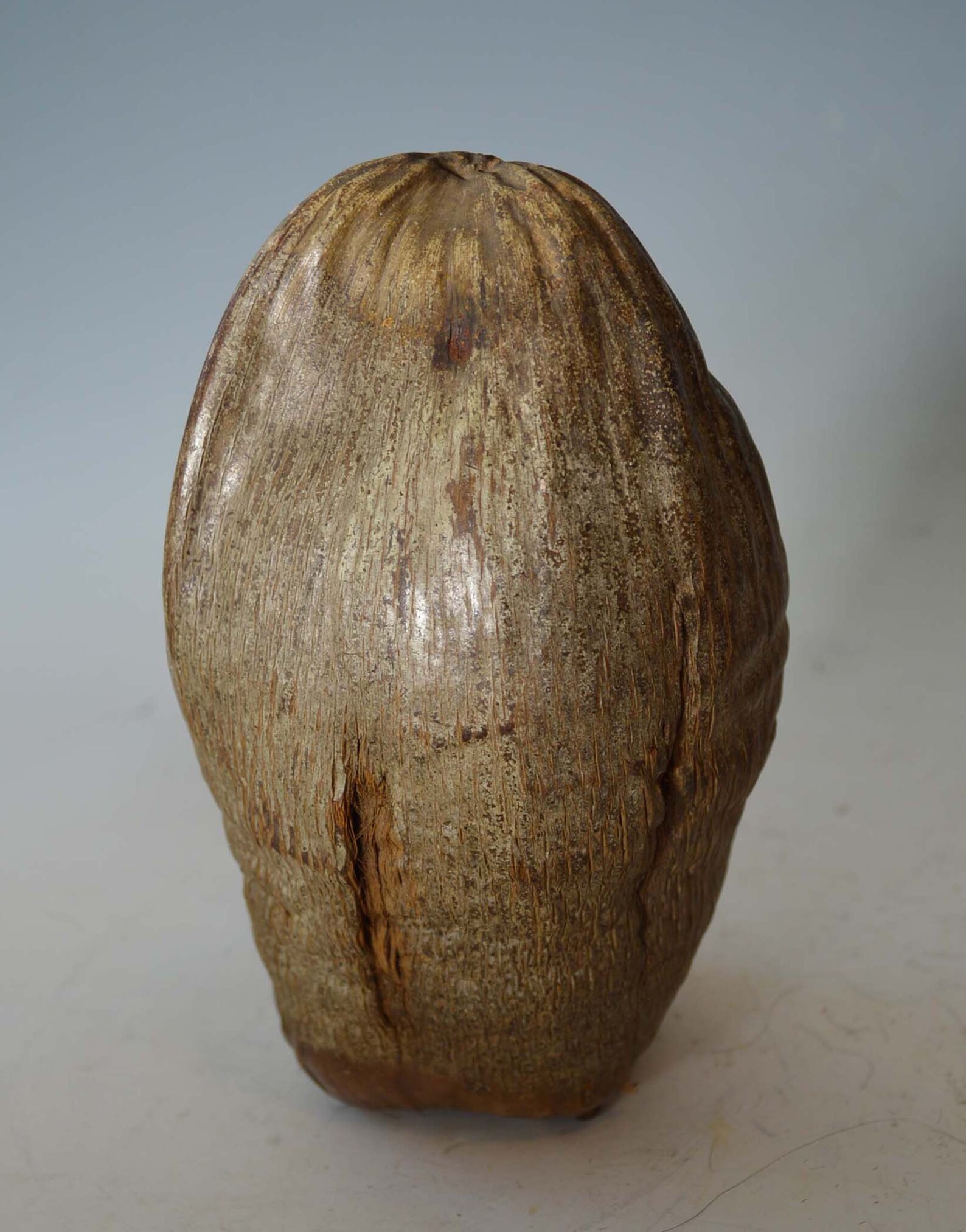 Nice Polynesian Vintage carved coconut head Hawaiian Etsy