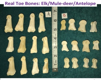 Elk Toe Bones. Professionally Cleaned. Great for Costume Designers, Jewelers and Crafts. From Mountains of NM.
