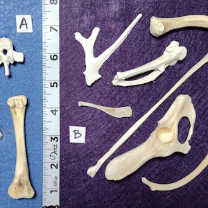 Medium-Sized Bones/Throwing Bones (Choose your Group) Found Wild Animal Bones. CLEAN. For Sculpture, Jewelry, Curios, or Throw Dem Bones :)