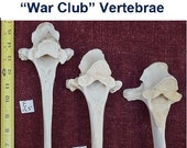 MONGO Very Large quot War Club quot Bison Buffalo Thoracic Vertebrae Bones. Buy Individually or as a group. Weathered - Found Natural Real CLEANED