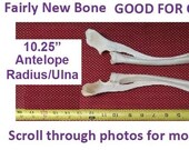 Left Right Pairs FOUND and CLEANED Wild Animal Leg Bones. Cracked Weathered. From Mountains of New Mexico
