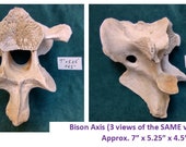 CLEAN Bison Buffalo Vertebrae Bones Your CHOICE. Thoracic, Lumbar Vertebrae, Cervical. Professionally Cleaned.Found in NM