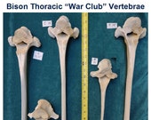 MONGO Very Large quot War Club quot Bison Buffalo Thoracic Vertebrae Bones. Buy Individually or as a group. Weathered - Found Natural Real CLEANED