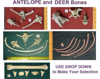 Wild Animal Bones - Etsy Wild Animal Bones - Etsy