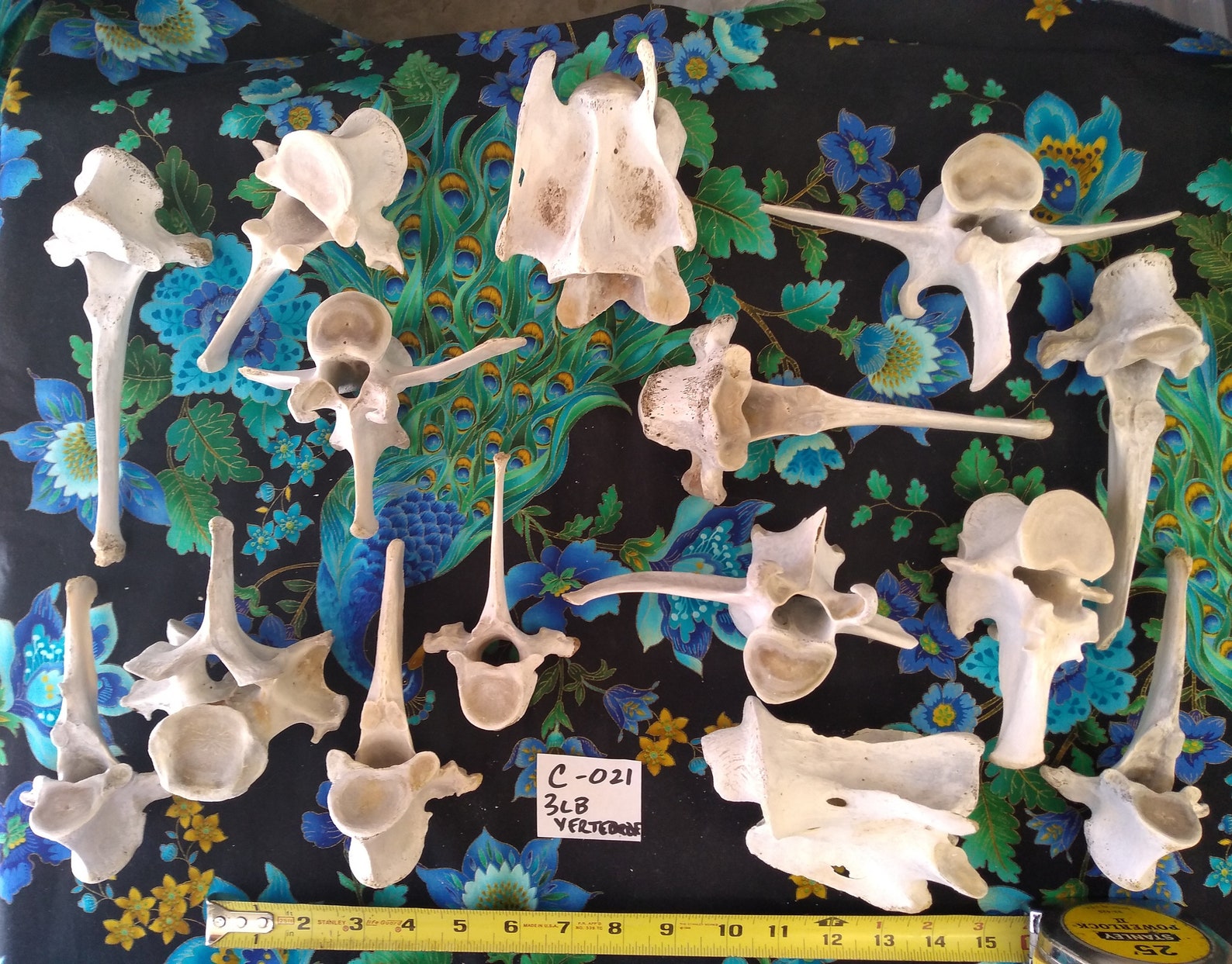 CLEAN Wild Animal Bones Bythepound. Sanitized/boiled for Etsy