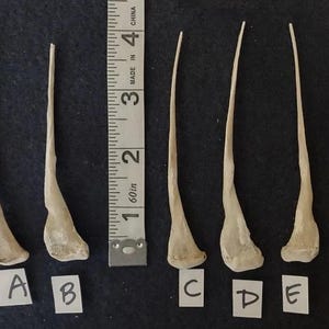 Real Bones (Chicken/Turkey). Professikonally CLEANED. Cosplay/Costume/Voodoo/Small Sculpture - Crafts.