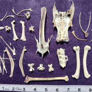 May include: An assortment of animal bones, including a skull, ribs, and vertebrae, are arranged on a purple surface. The bones vary in size and shape, with a ruler at the bottom for scale. The bones are off-white and beige.