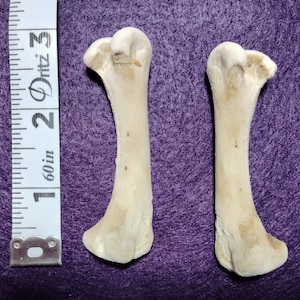 May include: Two white animal bones, approximately 2 inches long, on a purple background. The bones are slightly curved and have a rough texture.