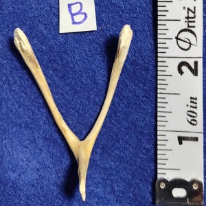 Real "Wish-Bones". Cosplay/Costume/Voodoo/Small Sculpture - Crafts. CLEAN.