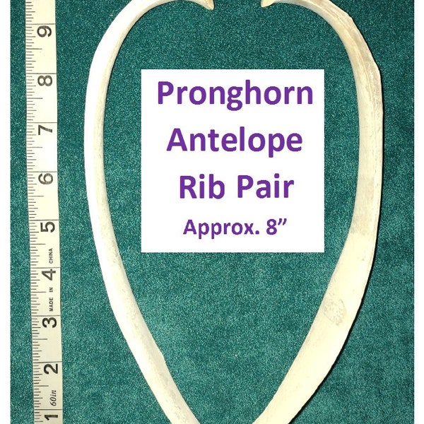 Pronghorn Antelope Ribs. Found Wild Animal Bones. Professionally Cleaned. For Sculpture, Jewelry, Costume Design