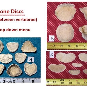 Bone Discs From Between Vertebrae. Your Choice of Group. Found Animal Bones. CLEAN. For Sculpture/Jewelry/Curios/Runes/Throw Dem Bones