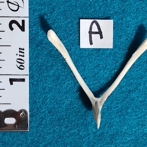 May include: A wishbone, approximately 2 inches long, is displayed on a blue surface. A measuring tape is positioned to the left, and a small white square with the letter "A" is to the right of the wishbone.