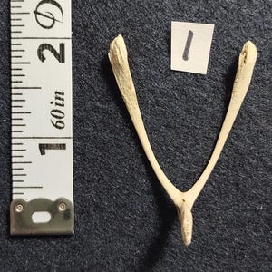 Real "Wish-Bones". Cosplay/Costume/Voodoo/Small Sculpture - Crafts. CLEAN.