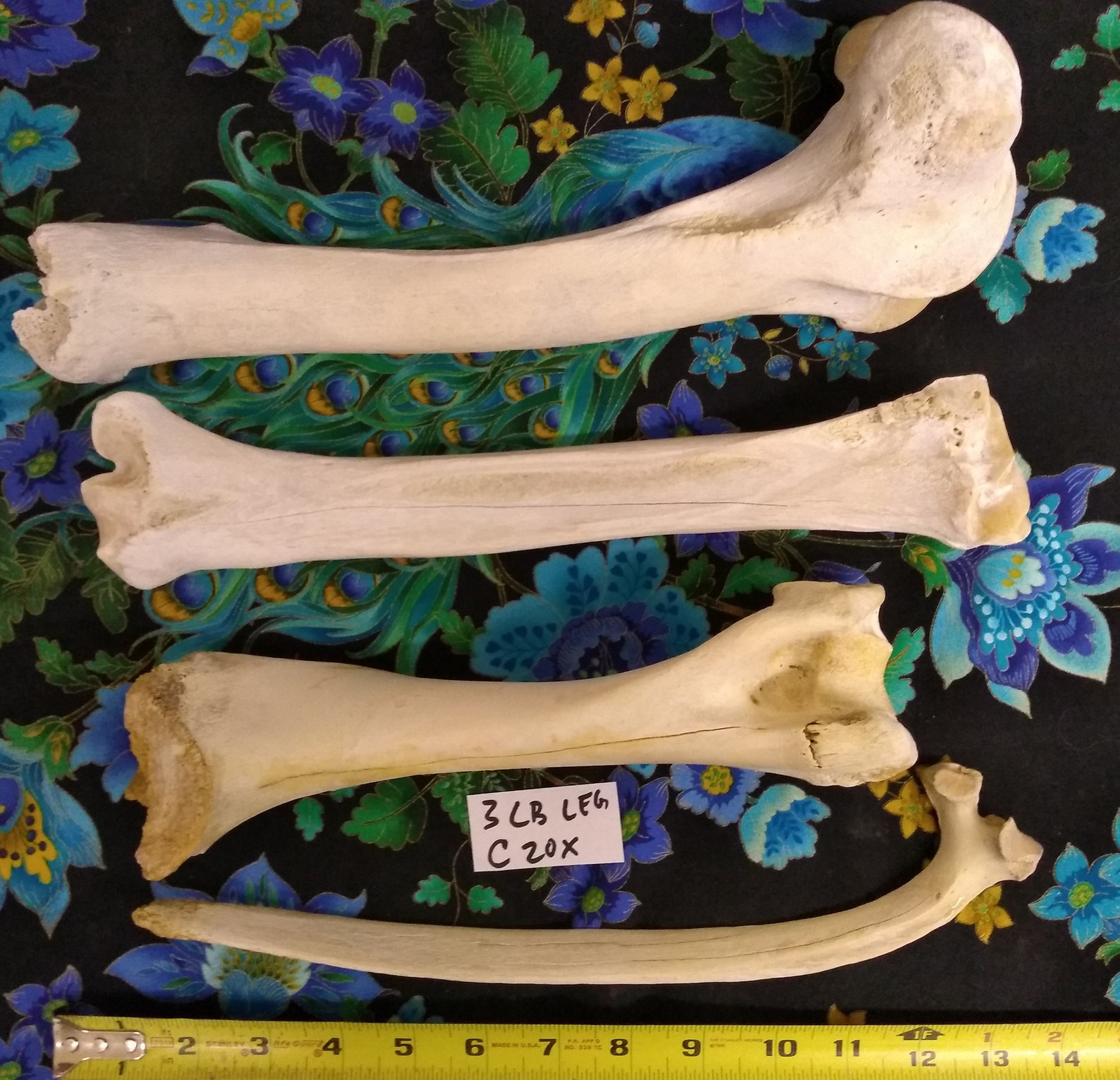 CLEAN Wild Animal Bones Bythepound. Sanitized/boiled for Etsy