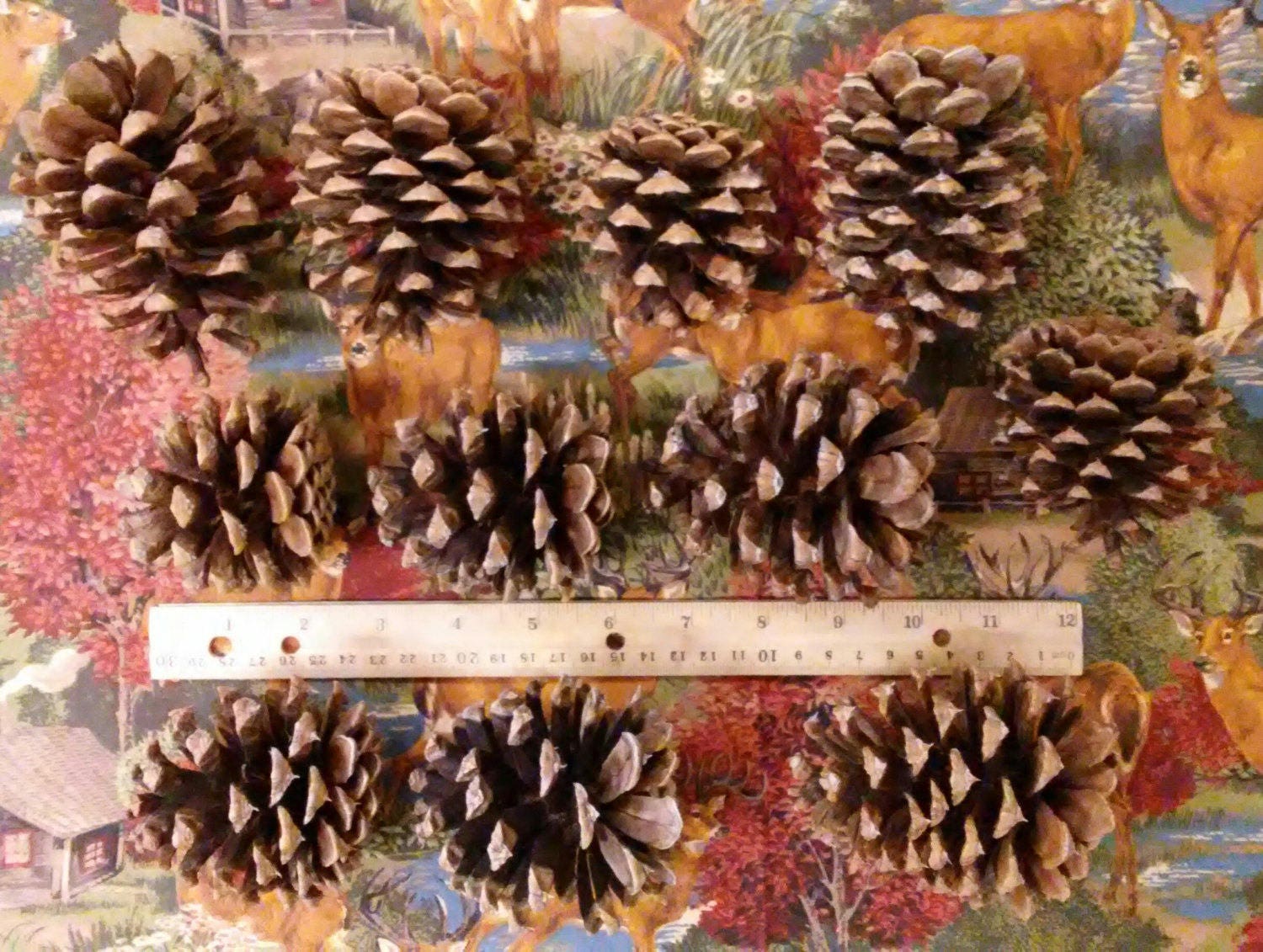 250 Ponderosa Pine Cones Bulk Quantity Box 2.5 to 3.5 Etsy