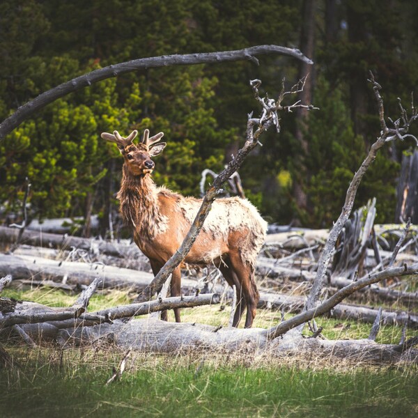 Rustic Poised Elk - Wildlife Photography - Rustic Home Decor Photo Print