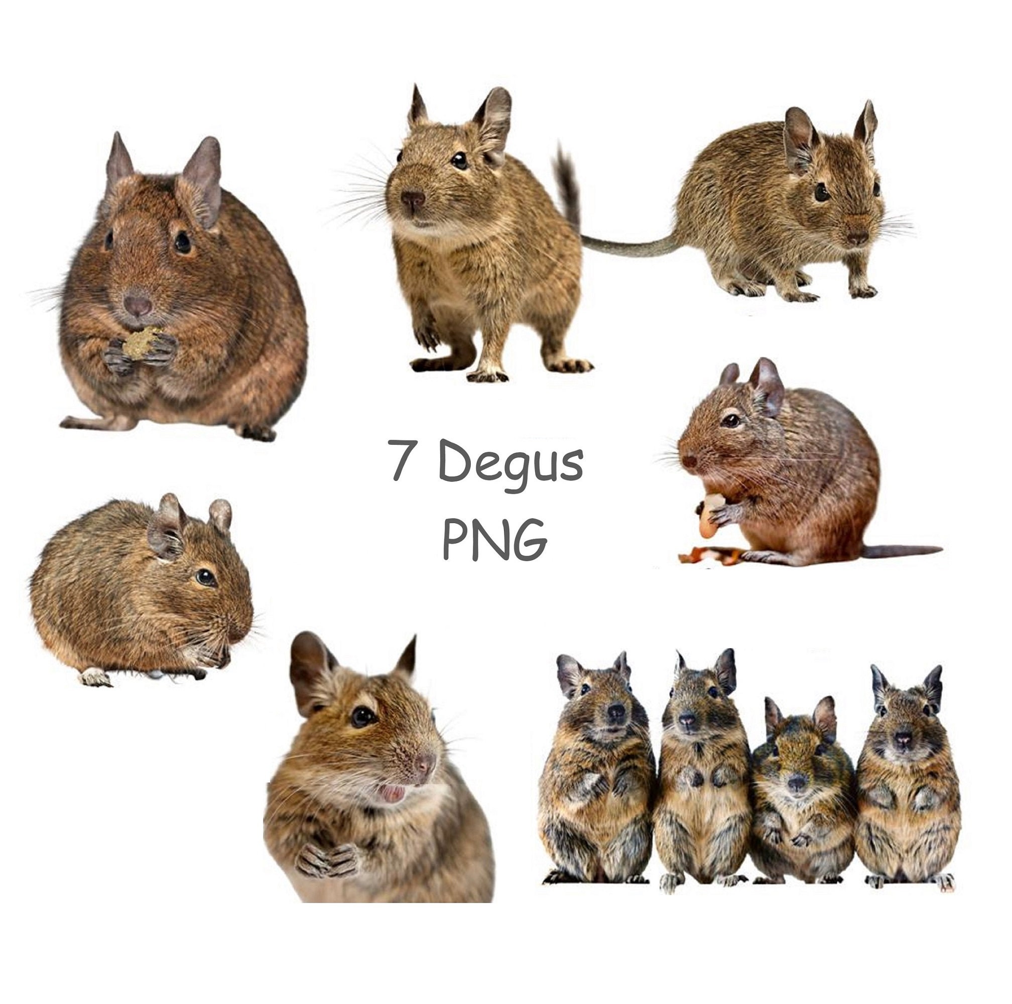 Degus Singapore