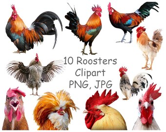 Fighting Rooster Svg Etsy