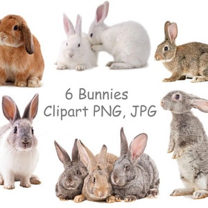 Clipart lapin PNG Clipart lapin avec fond transparent Photo lapin imprimable