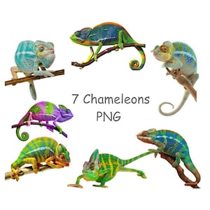 Chameleon clipart, Lizard PNG, Reptile clip art, Cute animal clipart with transparent background