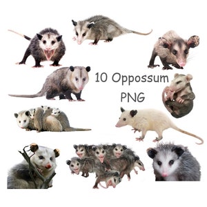 Possum PNG, Opposum clipart, Woodland animals clipart with transparent background