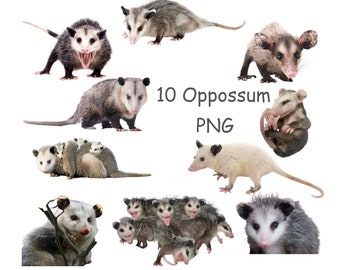 Possum PNG, Opposum clipart, Woodland animals clipart with transparent background