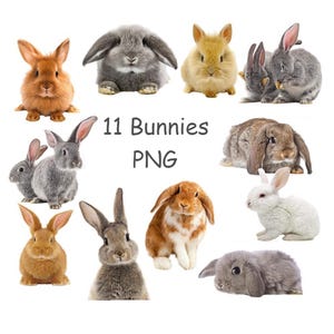 Realistic bunny clip art, Rabbit PNG, Cute animal clipart with transparent background