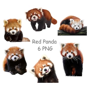 Imágenes prediseñadas de panda rojo, imágenes prediseñadas de animal lindo con fondo transparente, Panda PNG