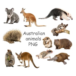 Clipart animaux australiens, koala PNG, échidné, quokka, wombat, kangourou, clipart animaux mignons avec fond transparent
