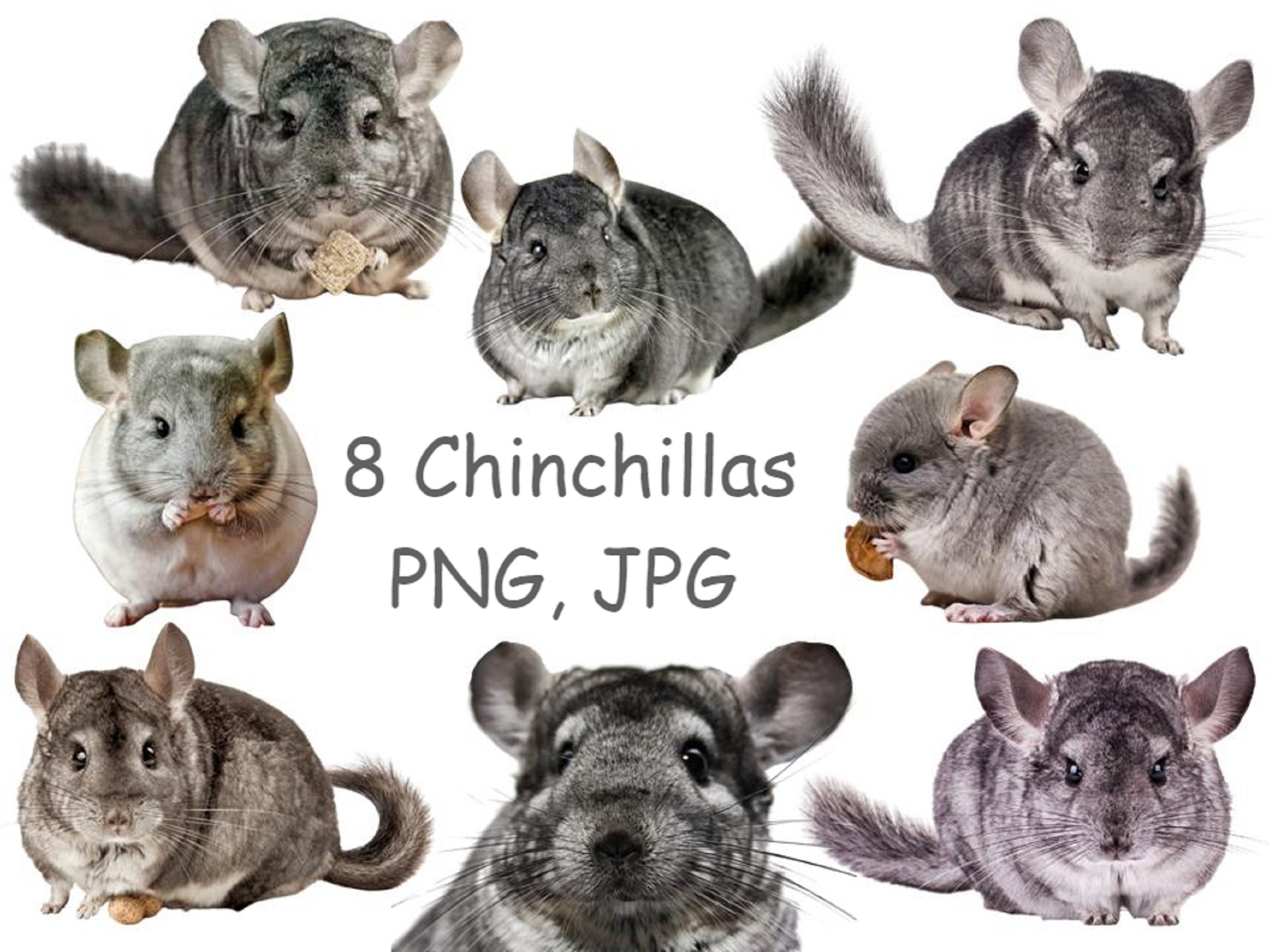 baby chinchilla for sale houston tx