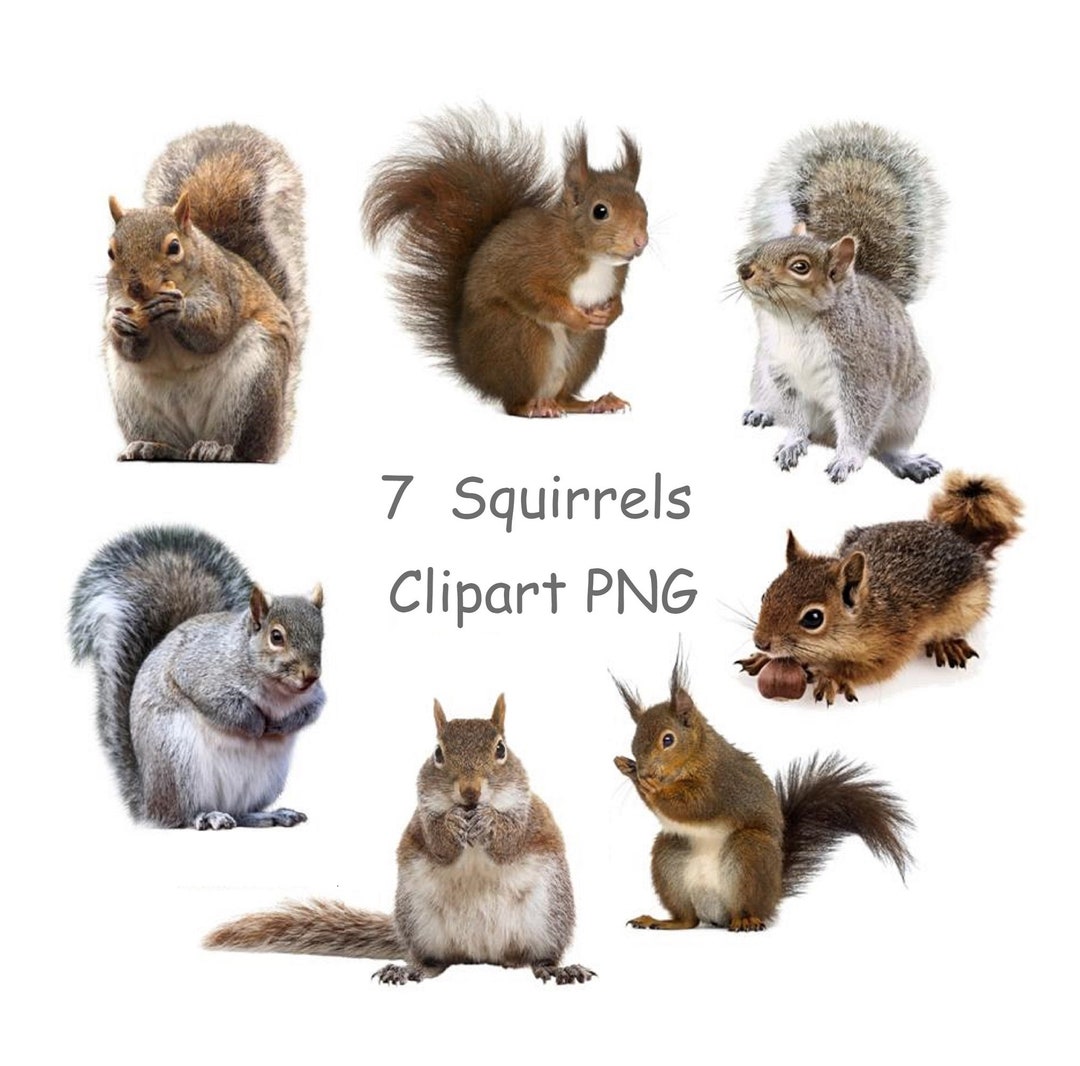 Squirrel Clipart PNG With Transparent Background Cute Animal - Etsy Canada