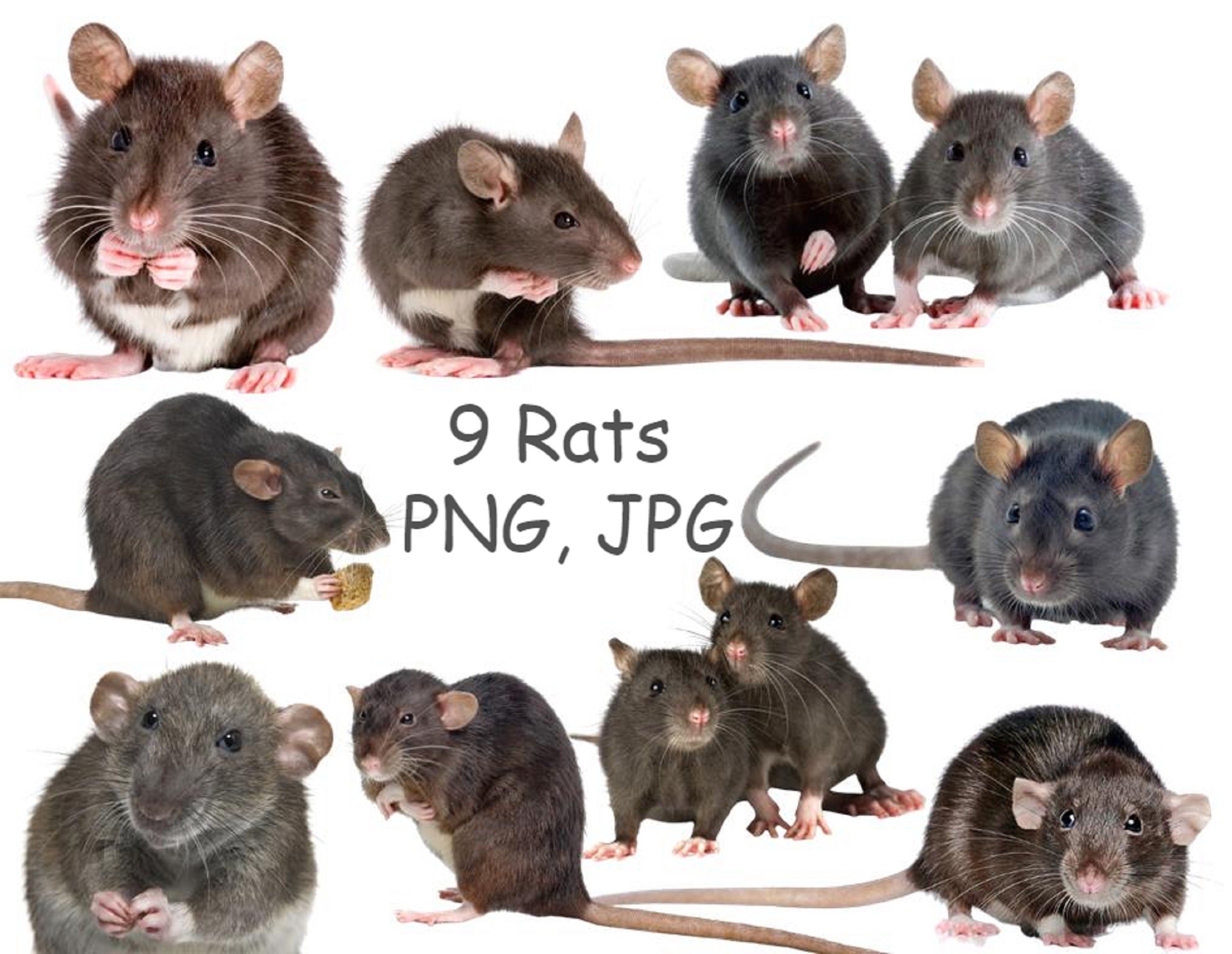 Brown Rat Clipart Images