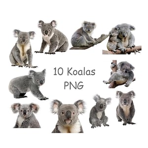 Koala clip art, Australian animals PNG, Cute animals clipart with transparent background