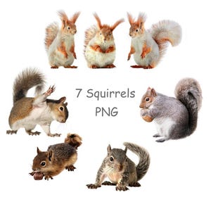 Squirrel clipart, Woodland animal PNG with transparent background, Forest animals PNG