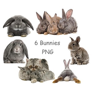Bunny PNG Rabbit clipart Hare clip art Cute animal clipart with transparent background