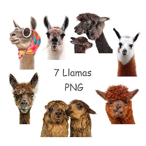 Lama-clipart Alpaca PNG Schattige dieren clipart met transparante achtergrond