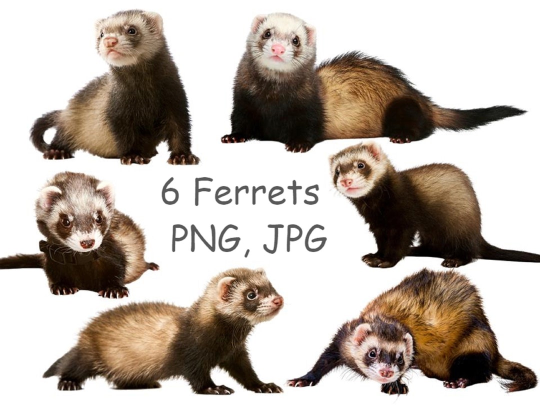 Realistic Ferret PNG Digital Ferrets With Transparent - Etsy