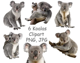 Koalas Are Cute Animals Koalas Are Cute Animals