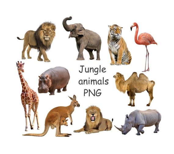 Jungle Animals Clipart, Safari Animal Clipart With Transparent Background,  African Animals PNG -  Finland